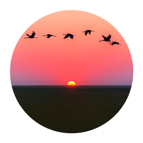 जागतिक स्थलांतरित  पक्षी दिन