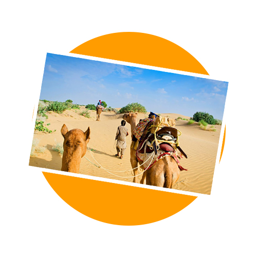 World Camel Day