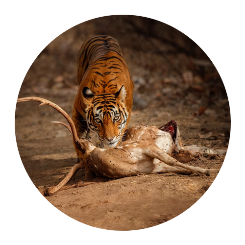 World Tiger Day