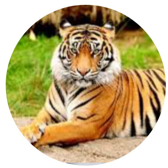 आंतरराष्ट्रीय व्याघ्र दिन