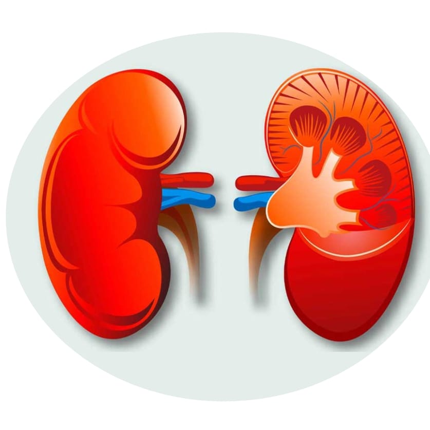 जागतिक किडनी दिन