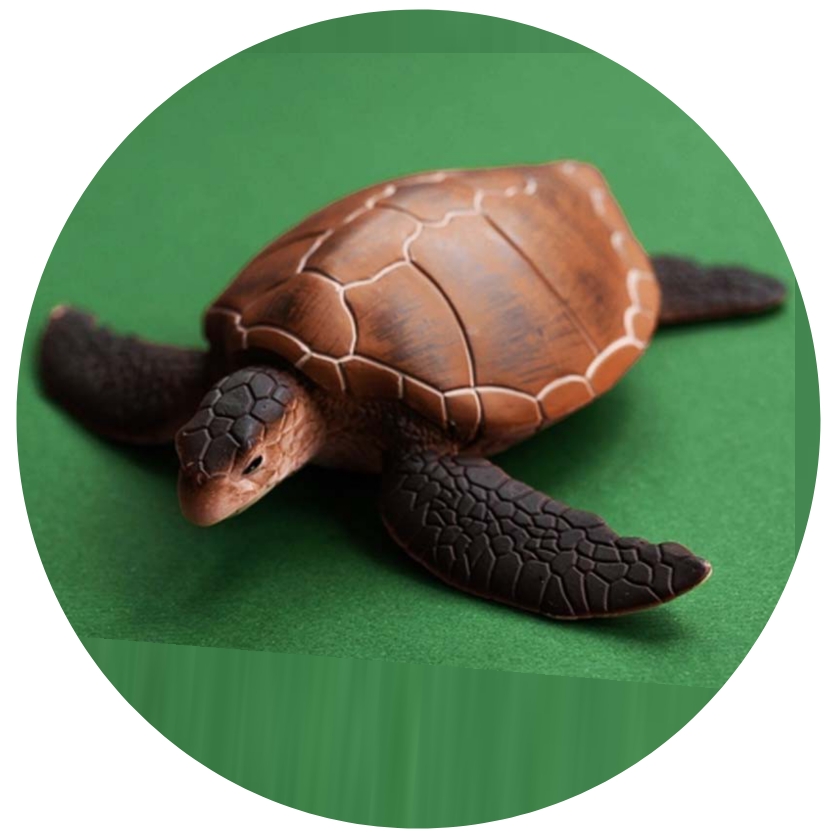 जागतिक कासव दिन